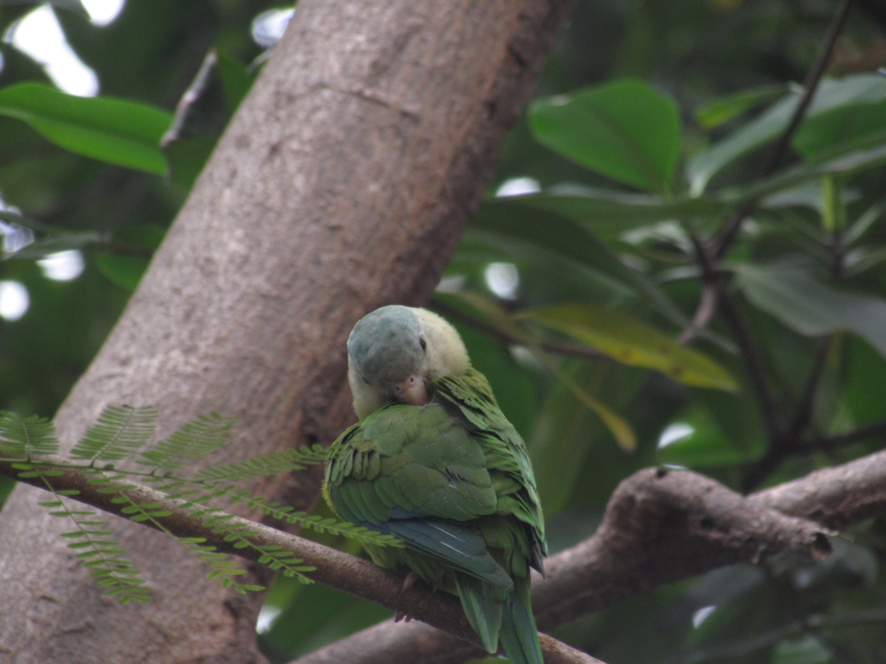 Periquito Cachetigris Guayaquil, Ecuador