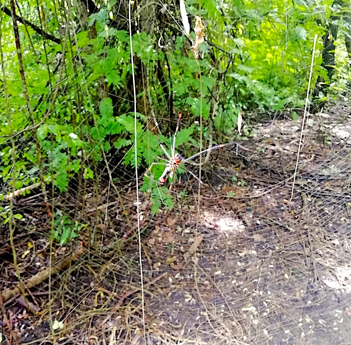 Araña-La-Esperanza-Guayas-Ecuador