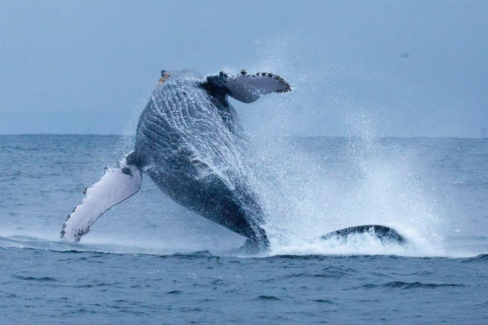 Ballena-Jorobada