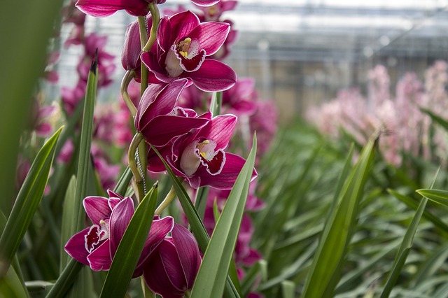 Orquídea-Ecuador