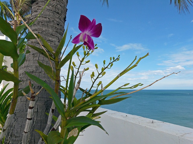 Orquídea-Playa