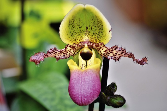 Orquídea-Ecuador