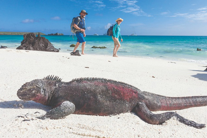 iguana-gps-681x454