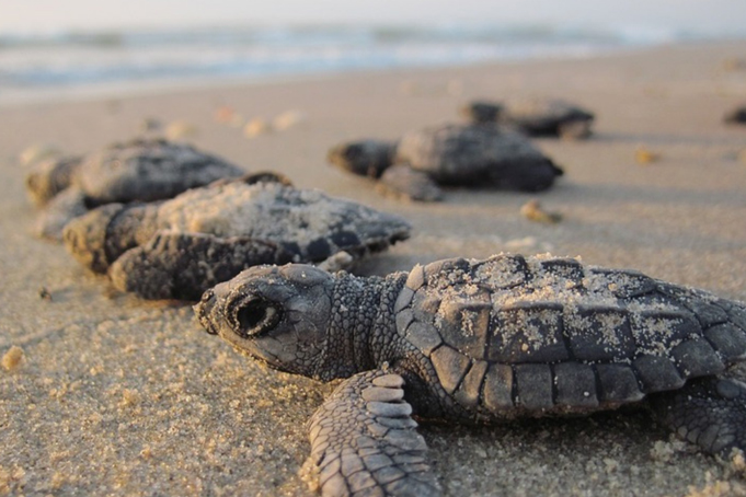 Tortugas Marinas