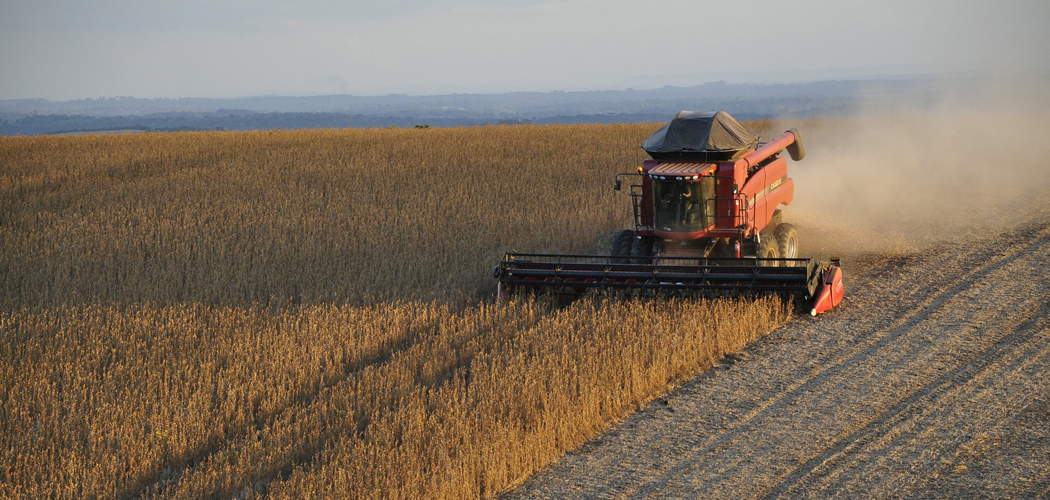 Plantaciones de Soya