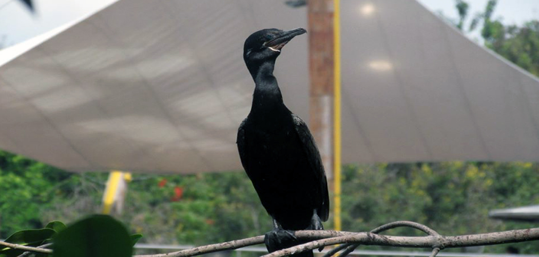 Cormorán Guayaquil