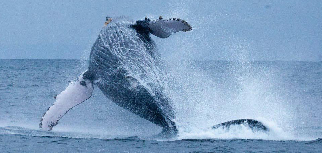 Ballenas-Jorobadas-Ecuador