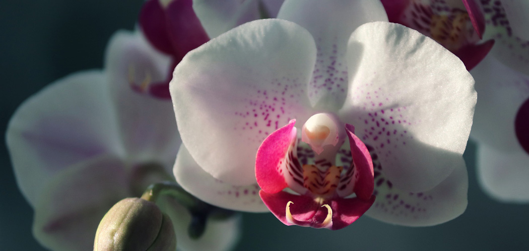 Orquídeas-Ecuador