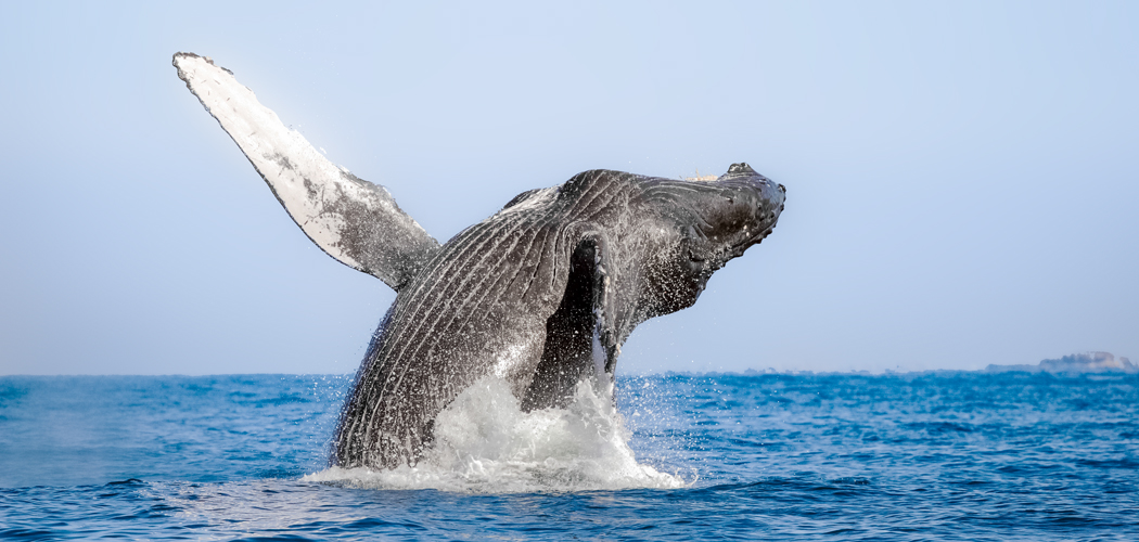 Ballena-Jorobada-Puerto-Vallarta