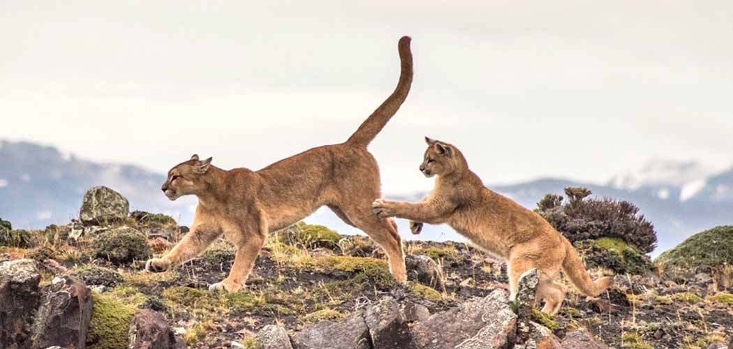 Pumas-Patagonia-Chile