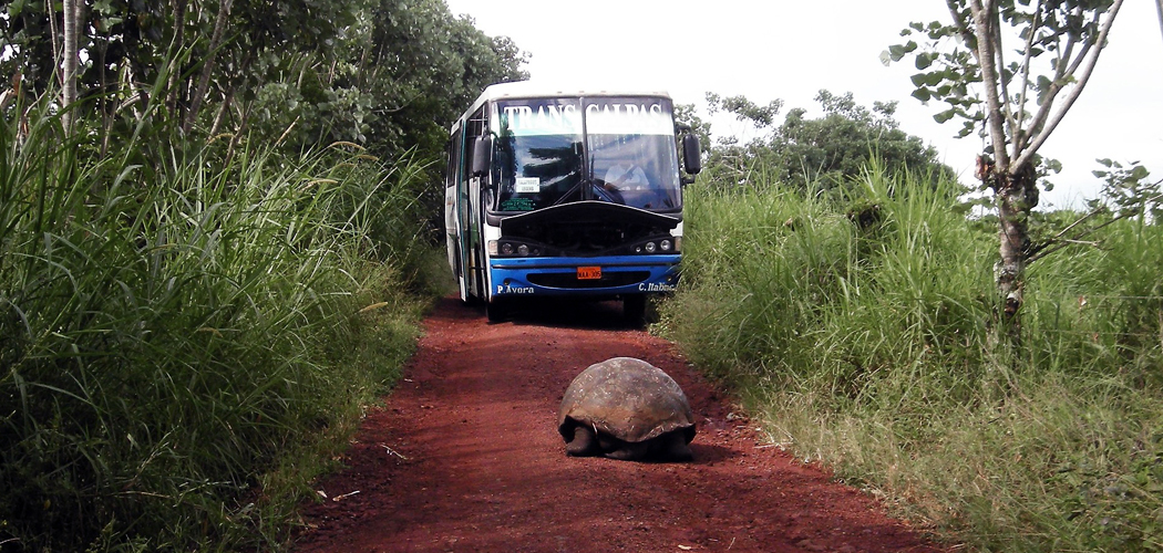 Tortuga-Galápagos-Bus-Ecuador