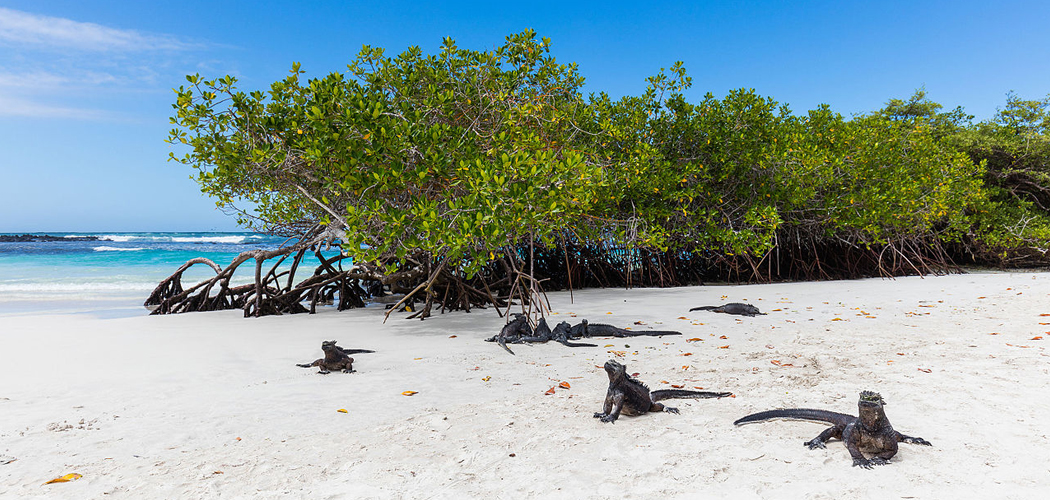 Iguanas-Torrtuga-Bay-Galápagos